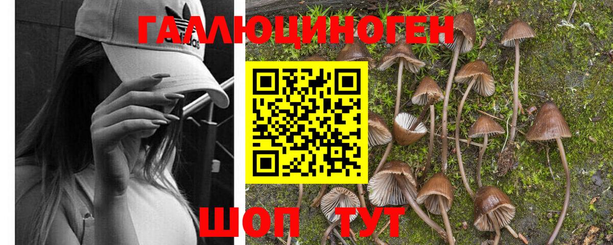 Псилоцибиновые грибы Psilocybe Чусовой
